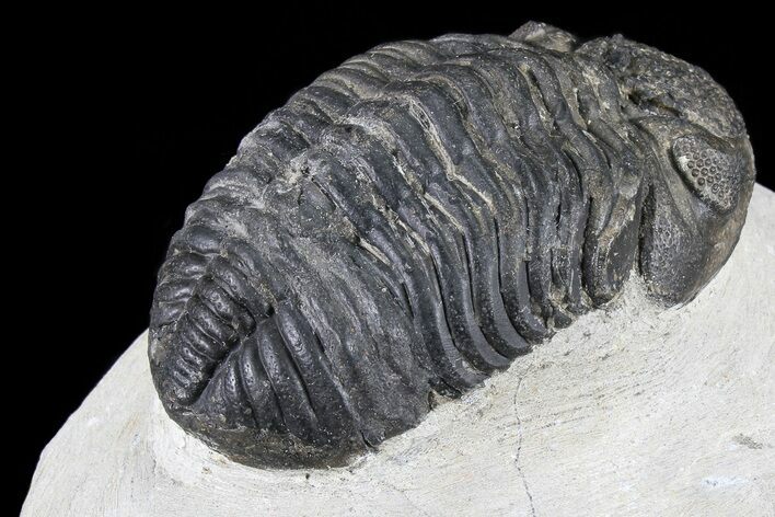 Bargain, Pedinopariops Trilobite - Mrakib, Morocco #80947